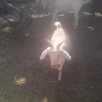 یکساله دو رگ سانن.|حیوانات مزرعه|تربت جام, معدآباد|دیوار