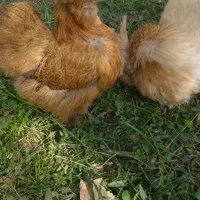 مرغ ابریشمی اصلی|حیوانات مزرعه|شهریار, شهریار|دیوار