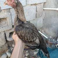 مرغ|حیوانات مزرعه|بندرعباس, |دیوار