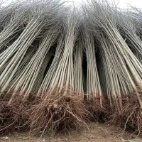 فروش ویژه نهـال مستقیم از نهالستان|گل و گیاه طبیعی|سردرود, |دیوار