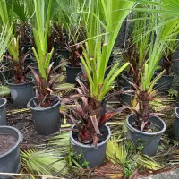 ‌پالم واشنگتن ( حراج)|خدمات باغبانی و درختکاری|سلمان‌شهر, |دیوار