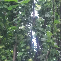 باغ در روستای زواریان|فروش زمین و ملک کلنگی|سلفچگان, |دیوار