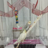 عروس هلندی ناز|پرنده|قدس, شهر‌قدس|دیوار