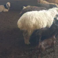 سلام دوتا بره نر چاق