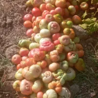 تماته کوردی درجه یک