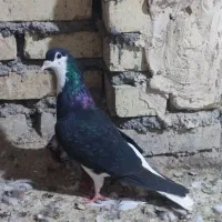 پرنده شهرستانی