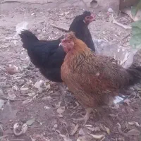 فروش چهار عدد مرغ رسمی تخم گذار|حیوانات مزرعه|یزد, |دیوار