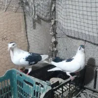 فروشی کبوتر فوری|پرنده|سراوان, |دیوار