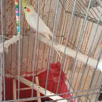 عروس هلندی نر و ماده|پرنده|قشم, |دیوار