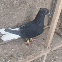 دم سفید ماده و آلمانی قرمز نر