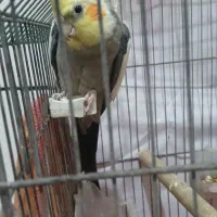 عروس هلندی نر سخنگو|پرنده|امیدیه, |دیوار