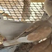 کپوت پای تخم