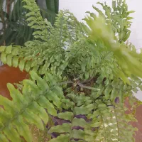 گل طبیعی|گل و گیاه طبیعی|دیواندره, |دیوار