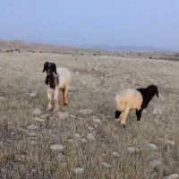 میش بابره نر