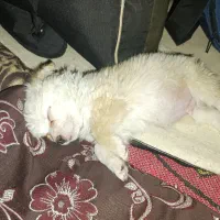 پامر معاوظه با قلیان عربی