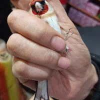 سهره چونه سفید|پرنده|الوند, |دیوار