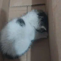 گربه