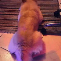 سگ چاو چاو|سگ|مشهد, نیروی هوایی|دیوار