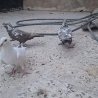 کبوتر|پرنده|شیراز, مسکن مهر شیراز|دیوار