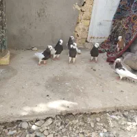 کفترطوقی|پرنده|شال, |دیوار