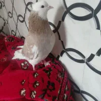 شازده نر بیس کاکل