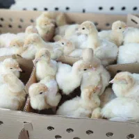 جوجه بوقلمون بیوتی 6|حیوانات مزرعه|گرگان, |دیوار