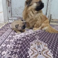 توله پاکوتاه