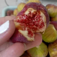 انجیر سفید