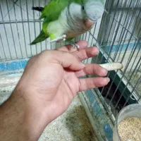 طوطی راهب (کواکر)ماده با تست