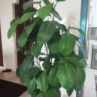 درختچه تزیینی