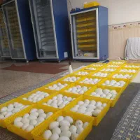 تخم غاز نطفه دار|حیوانات مزرعه|بندر ترکمن, |دیوار