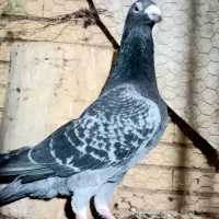 نر مگس آخرت