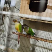 گرینچی جفت عروس هلندی|پرنده|تهران, علم و صنعت|دیوار