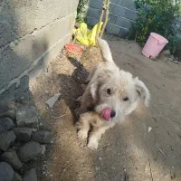 سگ شیتزو10ماهه|سگ|رشت, بازار|دیوار