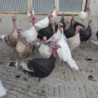 بوقلمون محلی|حیوانات مزرعه|کازرون, |دیوار