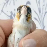 طالب سهره نقش