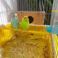 مرغ عشق سرحال