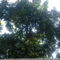 پرتغال و نارنج|خوردنی و آشامیدنی|دابودشت, |دیوار