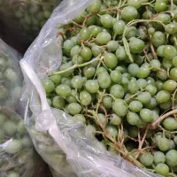 قوره|خوردنی و آشامیدنی|سنندج, |دیوار