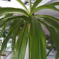 غول ملکه گل دار|گل و گیاه طبیعی|بروجرد, |دیوار