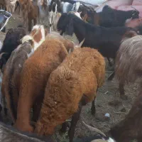 سلام ۶۰عددبزپاکستاتی سانادورک محلی|حیوانات مزرعه|مشهد, سیس‌آباد|دیوار