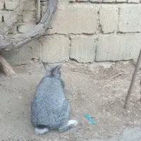 خرگوش نر|موش و خرگوش|میاندوآب, |دیوار