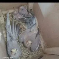عروس هلندی  نر ماده تخم گذار و جوجه بده