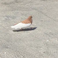 نروماده شهری پرتغالی