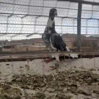 سه تا قلدور هوایی|پرنده|تربت جام, میان جام|دیوار