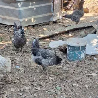 فروش تخم مرغ و مرغ گلین لری|حیوانات مزرعه|گرگان, |دیوار