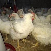 مرغ زنده اورگانیک