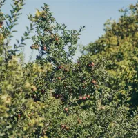 باغ-و-باغچه-400-2000-متری