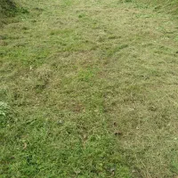 علفزنی.لی زنی.تمشک زنی|خدمات باغبانی و درختکاری|بندر انزلی, امامزاده|دیوار