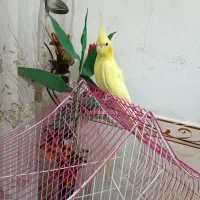 عروس هلندی لوتینو۱۲ماهه بسیار زیبا|پرنده|سنندج, |دیوار